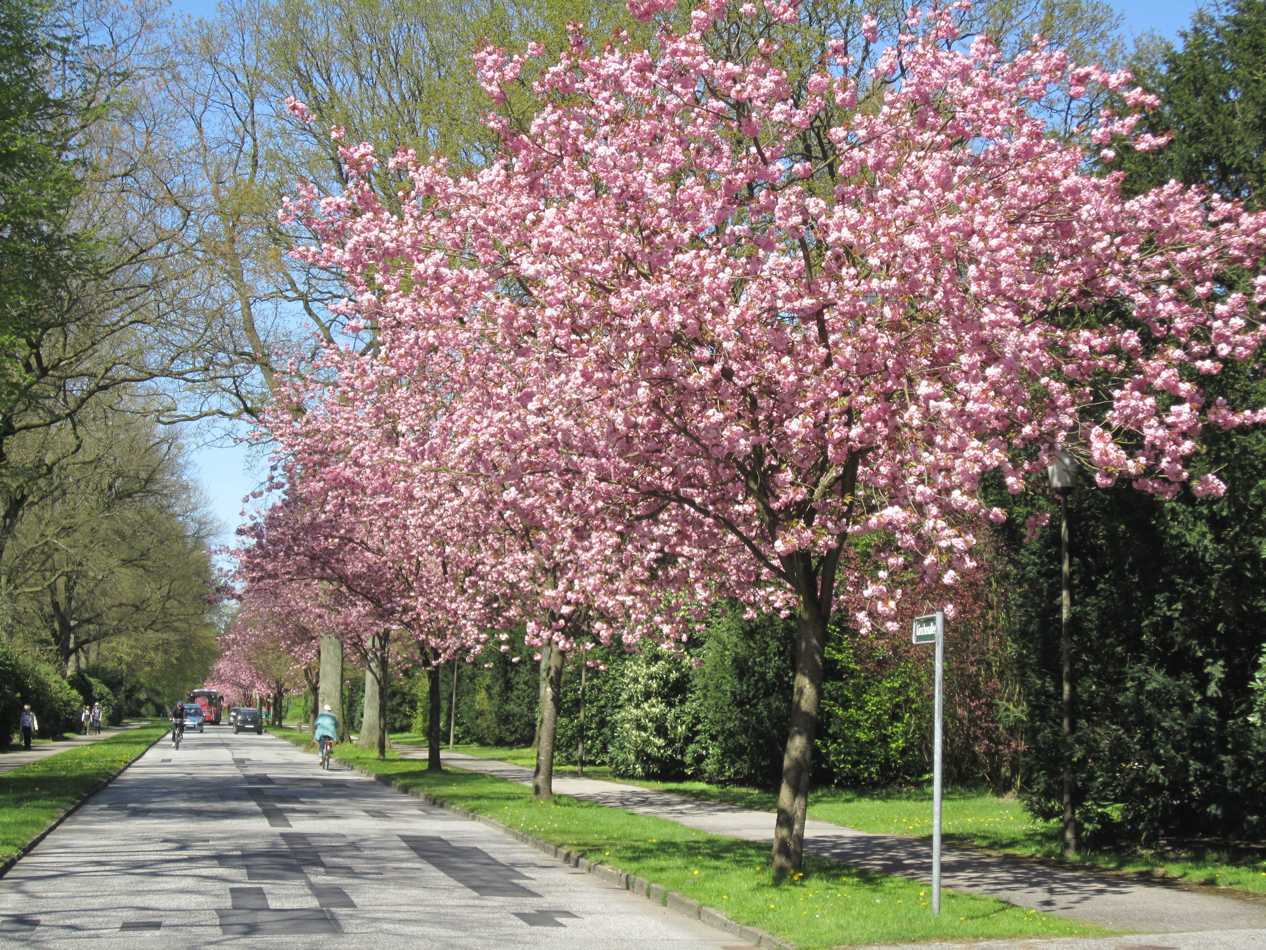Blühende Kirschenallee auf dem Friedhof Ohlsdorf